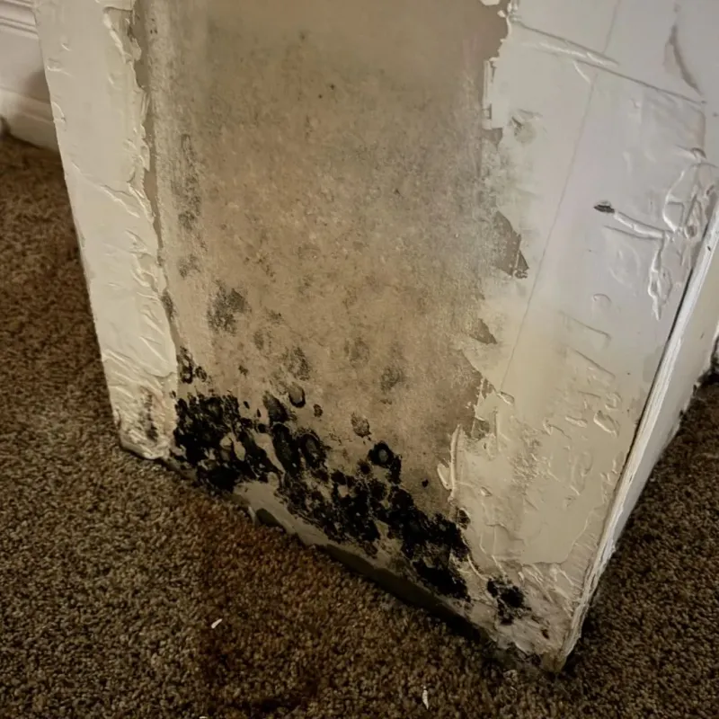 Professional Mold Removal in Southmayd, TX